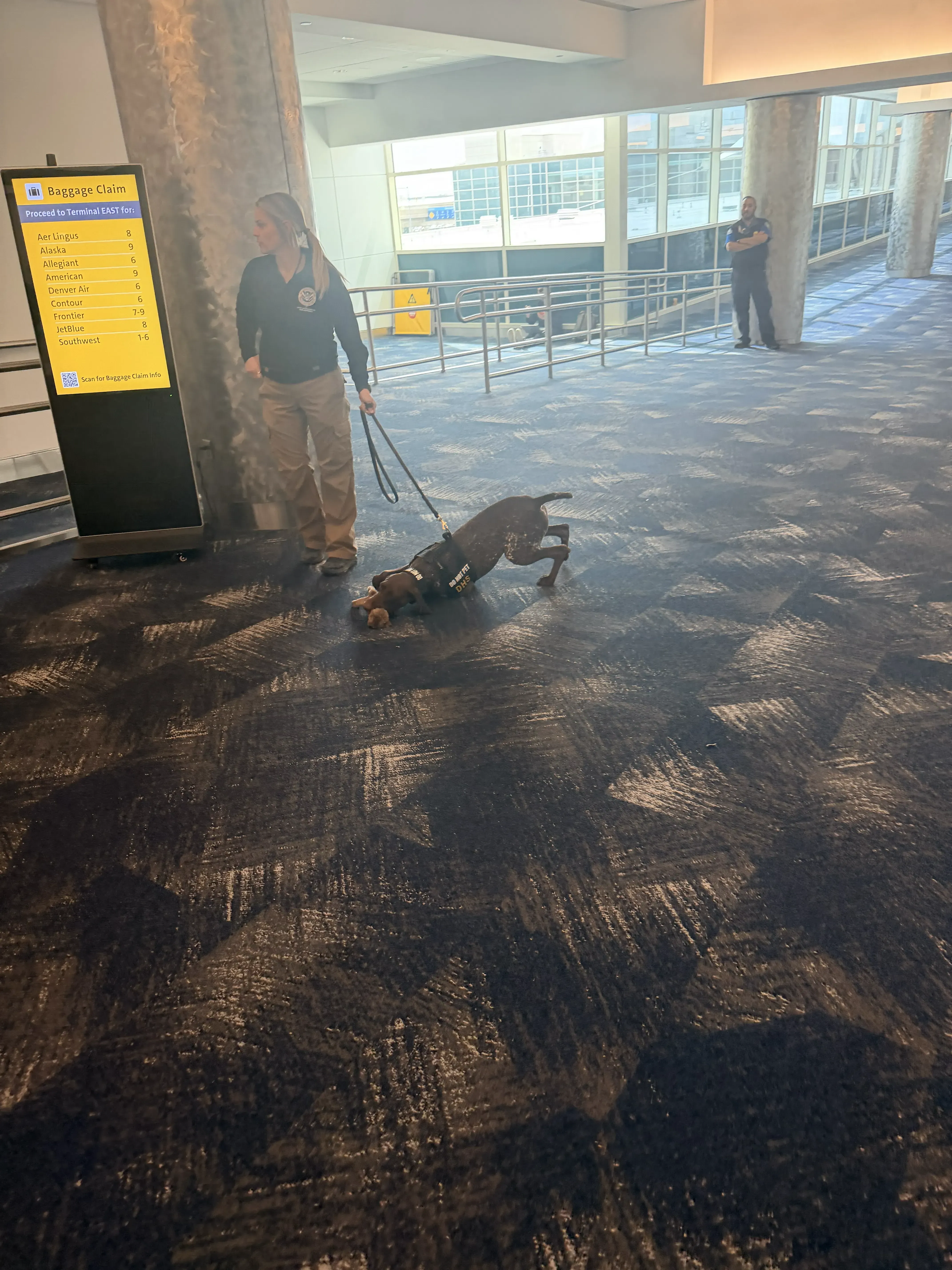 Working dog spinning