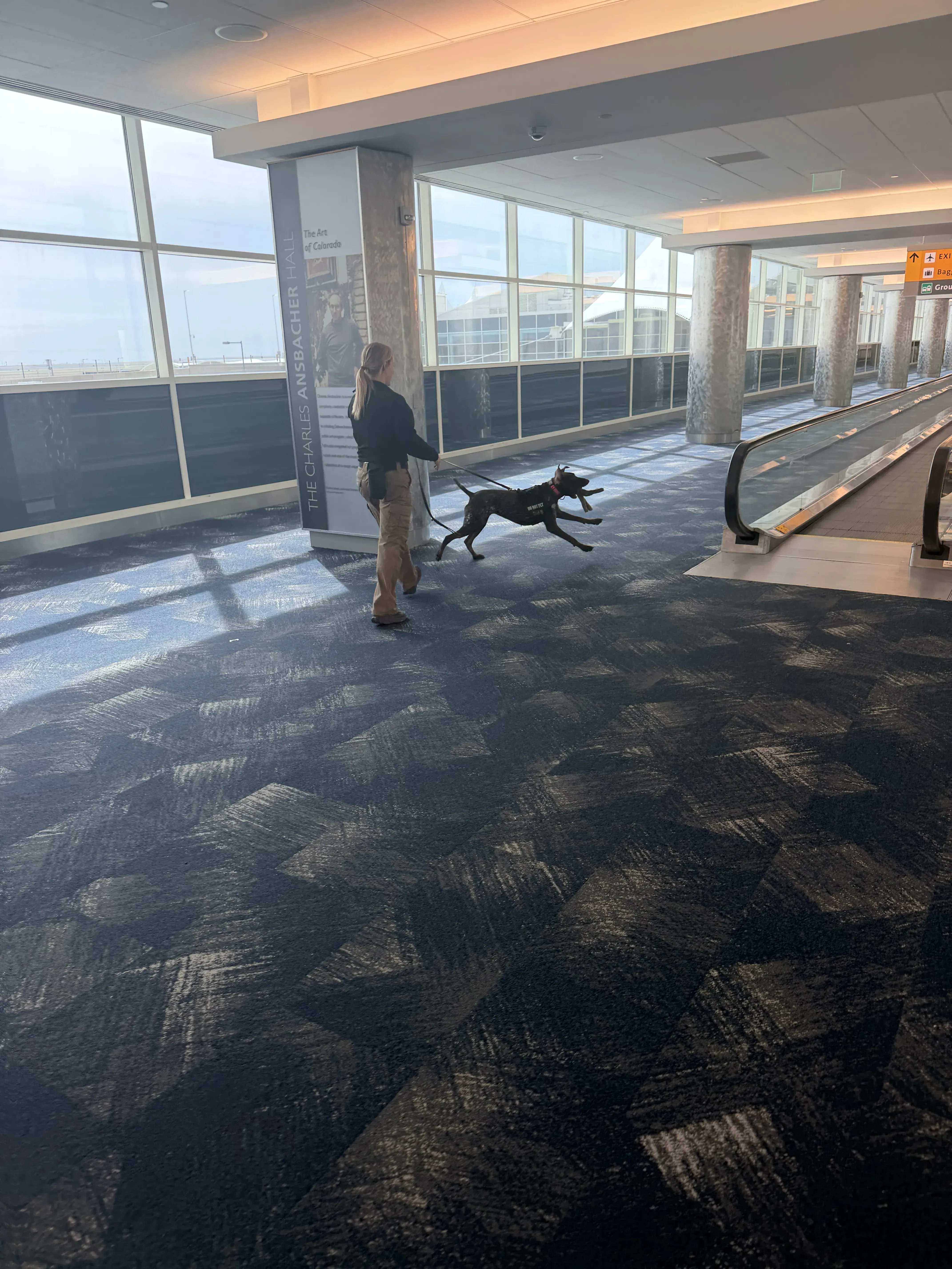 Working dog with toy